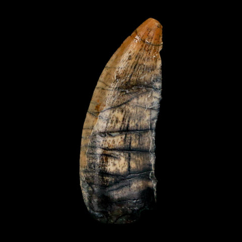 1" Kryptops Palaios Abelisaurid Serrated Tooth Fossil Cretaceous Age Dinosaur Niger