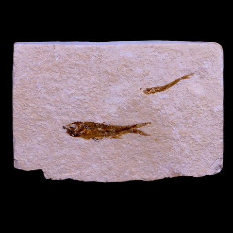 1.1" Hemisaurida Fossil Fish Plate Cretaceous Dinosaur Age Hakel Lebanon - Fossil Age Minerals