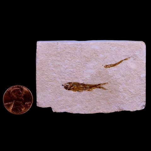 1.1" Hemisaurida Fossil Fish Plate Cretaceous Dinosaur Age Hakel Lebanon - Fossil Age Minerals
