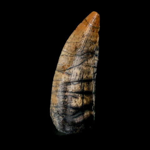 1" Kryptops Palaios Abelisaurid Serrated Tooth Fossil Cretaceous Age Dinosaur Niger