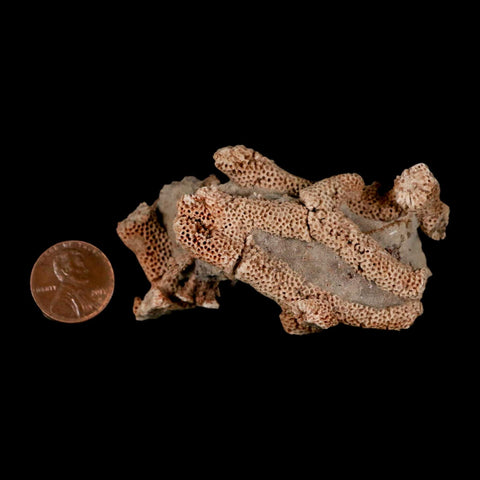 2.8" Thamnopora SP Coral Fossil Coral Reef Devonian Age Verde Valley, Arizona