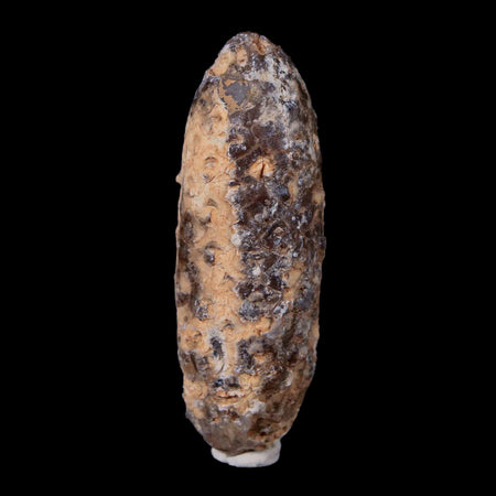 XL 2.3" Fossil Pine Cone Equicalastrobus Replaced By Agate Eocene Age Seeds Fruit