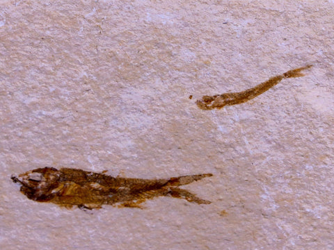 1.1" Hemisaurida Fossil Fish Plate Cretaceous Dinosaur Age Hakel Lebanon - Fossil Age Minerals