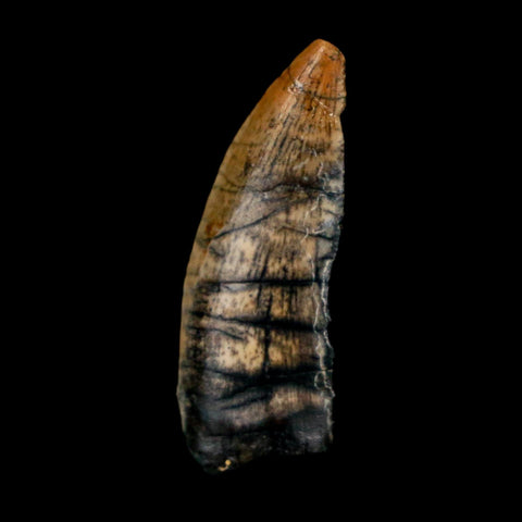 1" Kryptops Palaios Abelisaurid Serrated Tooth Fossil Cretaceous Age Dinosaur Niger