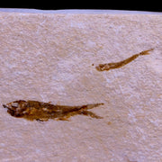 1.1" Hemisaurida Fossil Fish Plate Cretaceous Dinosaur Age Hakel Lebanon