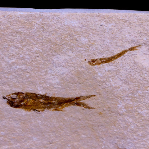 1.1" Hemisaurida Fossil Fish Plate Cretaceous Dinosaur Age Hakel Lebanon - Fossil Age Minerals