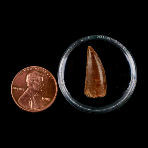 0.8" Abelisaur Serrated Tooth Fossil Cretaceous Age Dinosaur Morocco COA, Display - Fossil Age Minerals