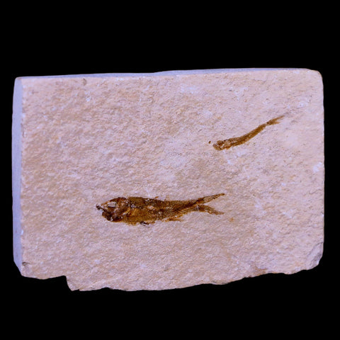 1.1" Hemisaurida Fossil Fish Plate Cretaceous Dinosaur Age Hakel Lebanon - Fossil Age Minerals