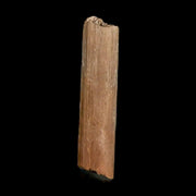 0.8" Hadrosaur Dinosaur Tendon Fossil Lance Creek FM Cretaceous WY COA Display