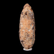 XL 2" Fossil Pine Cone Equicalastrobus Replaced By Agate Eocene Age Seeds Fruit