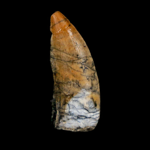 1" Kryptops Palaios Abelisaurid Serrated Tooth Fossil Cretaceous Age Dinosaur Niger