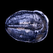 1.4" Elrathia Kingi Trilobite Fossil Utah Cambrian Age 521 Million Years Old COA