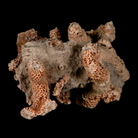 2.8" Thamnopora SP Coral Fossil Coral Reef Devonian Age Verde Valley, Arizona