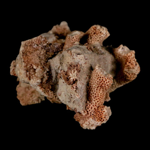 2.8" Thamnopora SP Coral Fossil Coral Reef Devonian Age Verde Valley, Arizona