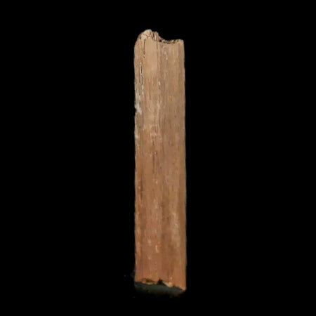 0.8" Hadrosaur Dinosaur Tendon Fossil Lance Creek FM Cretaceous WY COA Display
