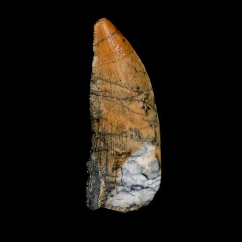 1" Kryptops Palaios Abelisaurid Serrated Tooth Fossil Cretaceous Age Dinosaur Niger