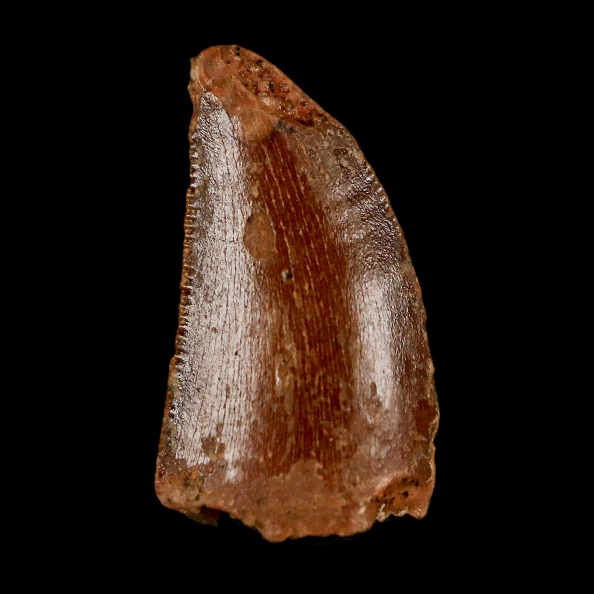0.6" Abelisaur Serrated Tooth Fossil Cretaceous Age Dinosaur Morocco COA, Display - Fossil Age Minerals