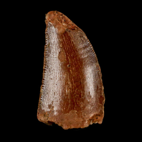 0.6" Abelisaur Serrated Tooth Fossil Cretaceous Age Dinosaur Morocco COA, Display - Fossil Age Minerals