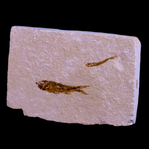 1.1" Hemisaurida Fossil Fish Plate Cretaceous Dinosaur Age Hakel Lebanon - Fossil Age Minerals