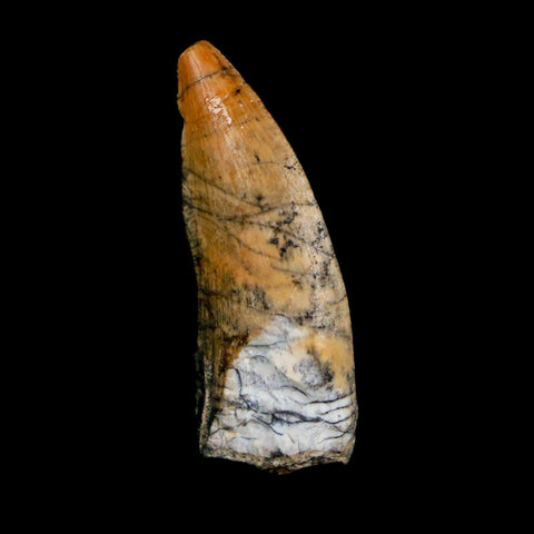 1" Kryptops Palaios Abelisaurid Serrated Tooth Fossil Cretaceous Age Dinosaur Niger
