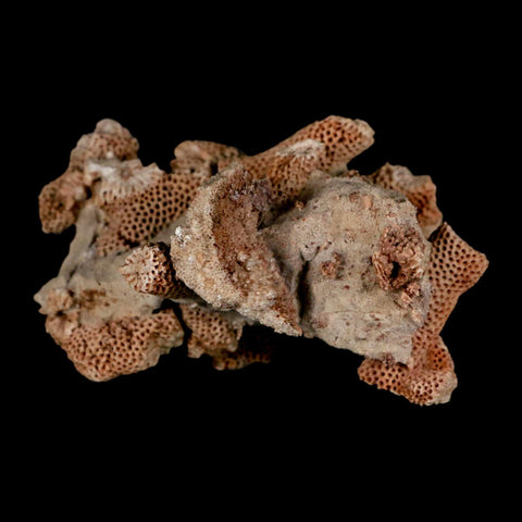 2.8" Thamnopora SP Coral Fossil Coral Reef Devonian Age Verde Valley, Arizona
