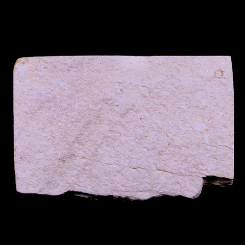 1.1" Hemisaurida Fossil Fish Plate Cretaceous Dinosaur Age Hakel Lebanon - Fossil Age Minerals