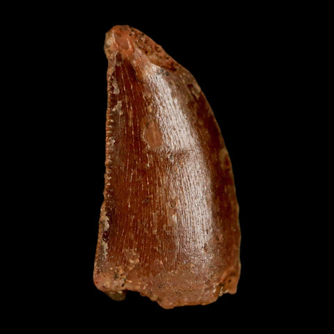 0.6" Abelisaur Serrated Tooth Fossil Cretaceous Age Dinosaur Morocco COA, Display - Fossil Age Minerals