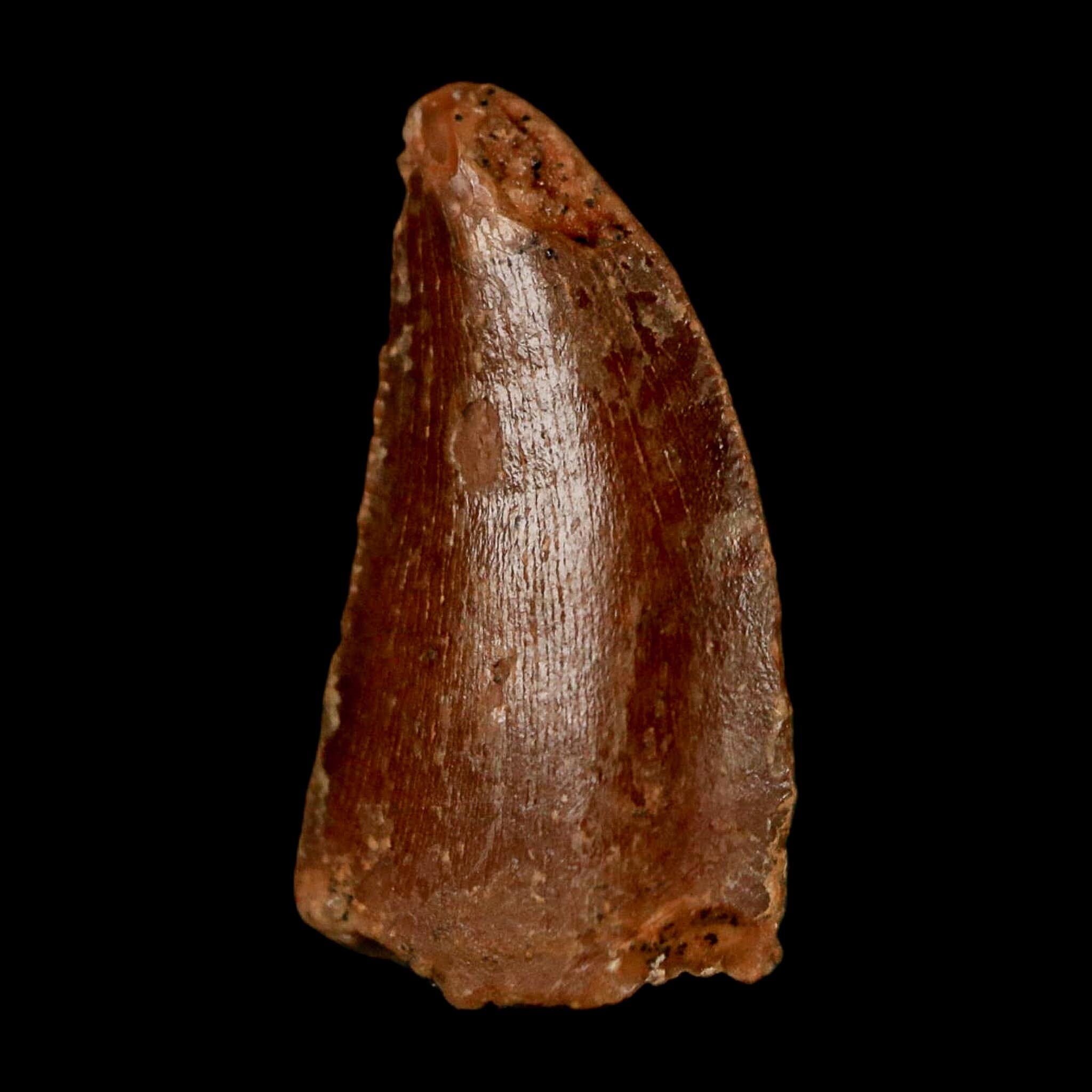 0.6" Abelisaur Serrated Tooth Fossil Cretaceous Age Dinosaur Morocco COA, Display - Fossil Age Minerals