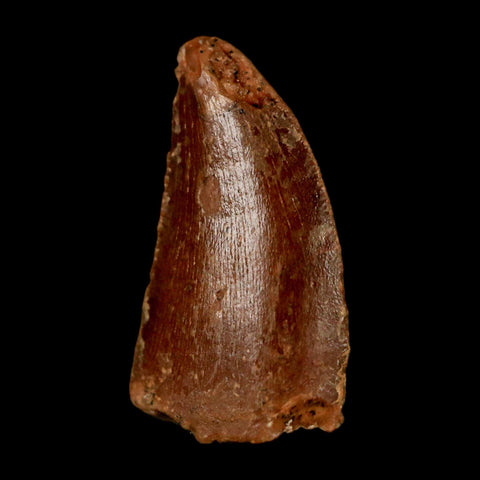 0.6" Abelisaur Serrated Tooth Fossil Cretaceous Age Dinosaur Morocco COA, Display - Fossil Age Minerals