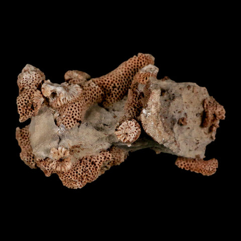 2.8" Thamnopora SP Coral Fossil Coral Reef Devonian Age Verde Valley, Arizona