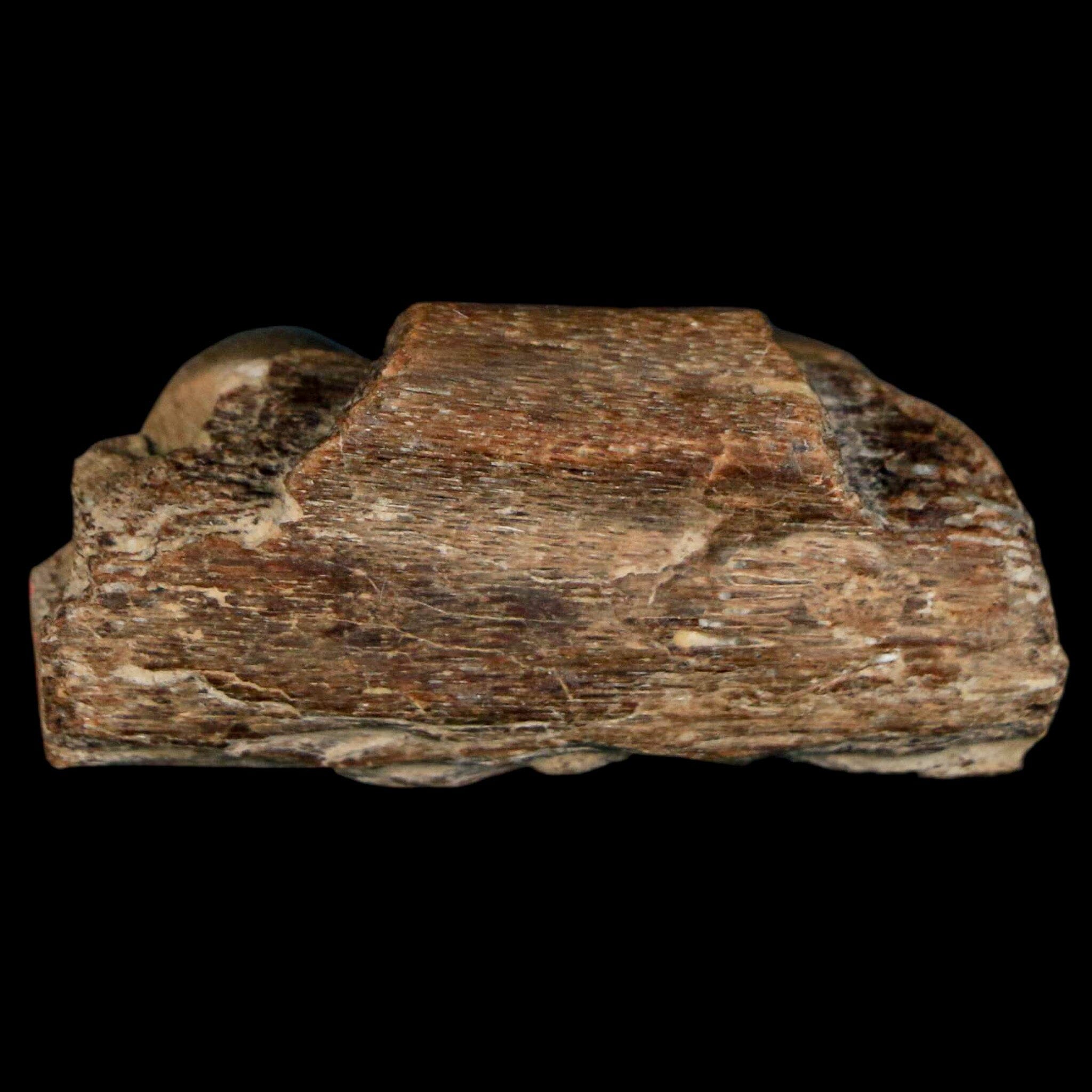 1.6" Mosasaur Fossil Jaw Section Cretaceous Dinosaur Era Texas Ozan FM COA - Fossil Age Minerals