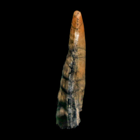 1" Kryptops Palaios Abelisaurid Serrated Tooth Fossil Cretaceous Age Dinosaur Niger
