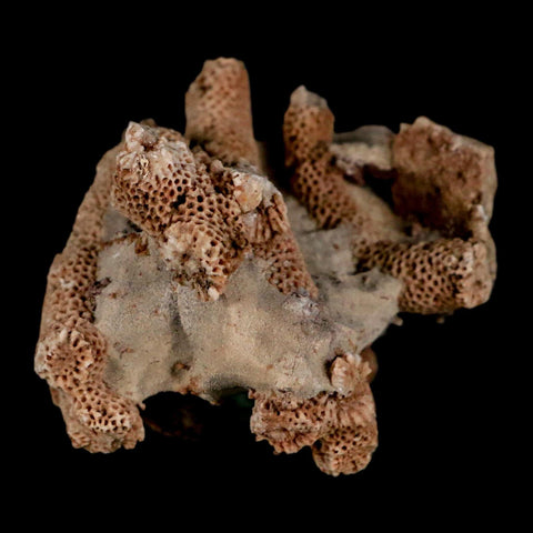2.8" Thamnopora SP Coral Fossil Coral Reef Devonian Age Verde Valley, Arizona