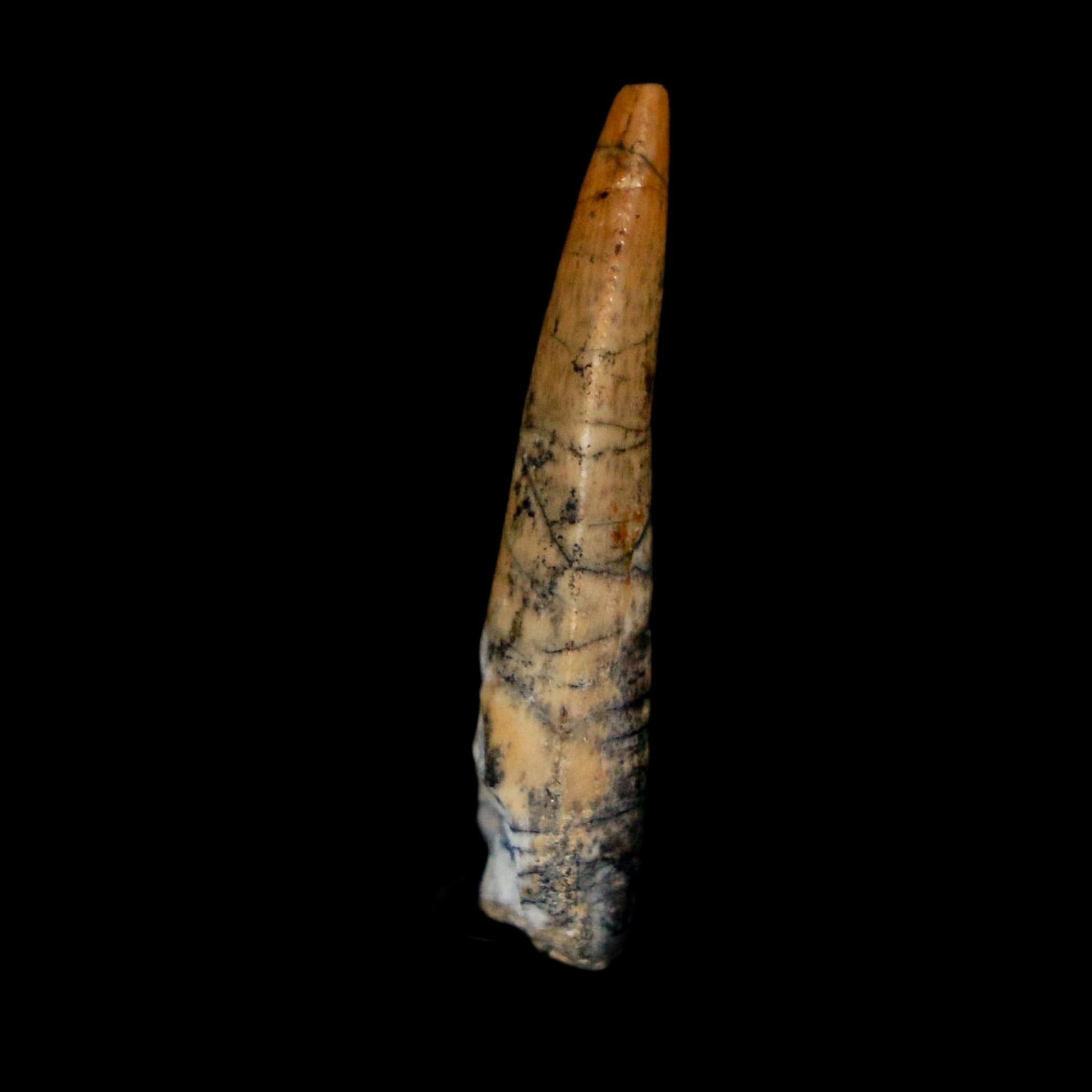 1" Kryptops Palaios Abelisaurid Serrated Tooth Fossil Cretaceous Age Dinosaur Niger - Fossil Age Minerals