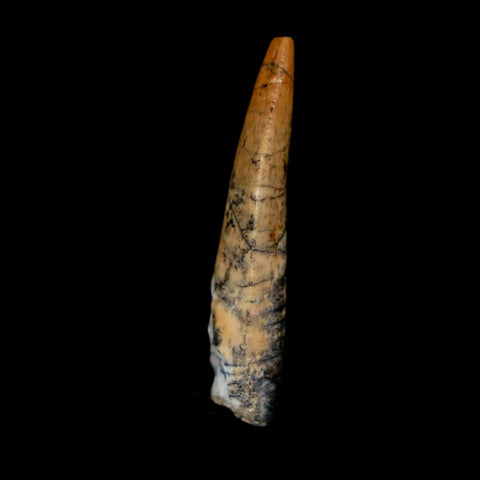 1" Kryptops Palaios Abelisaurid Serrated Tooth Fossil Cretaceous Age Dinosaur Niger