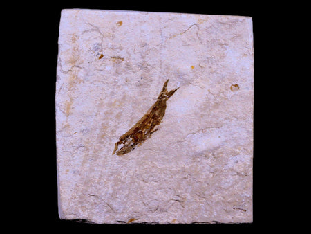 0.9" Hemisaurida Fossil Fish Plate Cretaceous Dinosaur Age Hakel Lebanon