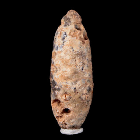 XL 2" Fossil Pine Cone Equicalastrobus Replaced By Agate Eocene Age Seeds Fruit