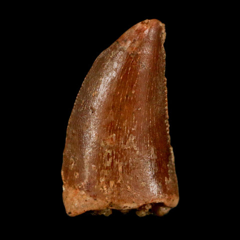 0.6" Abelisaur Serrated Tooth Fossil Cretaceous Age Dinosaur Morocco COA, Display - Fossil Age Minerals