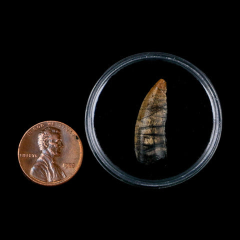 1" Kryptops Palaios Abelisaurid Serrated Tooth Fossil Cretaceous Age Dinosaur Niger