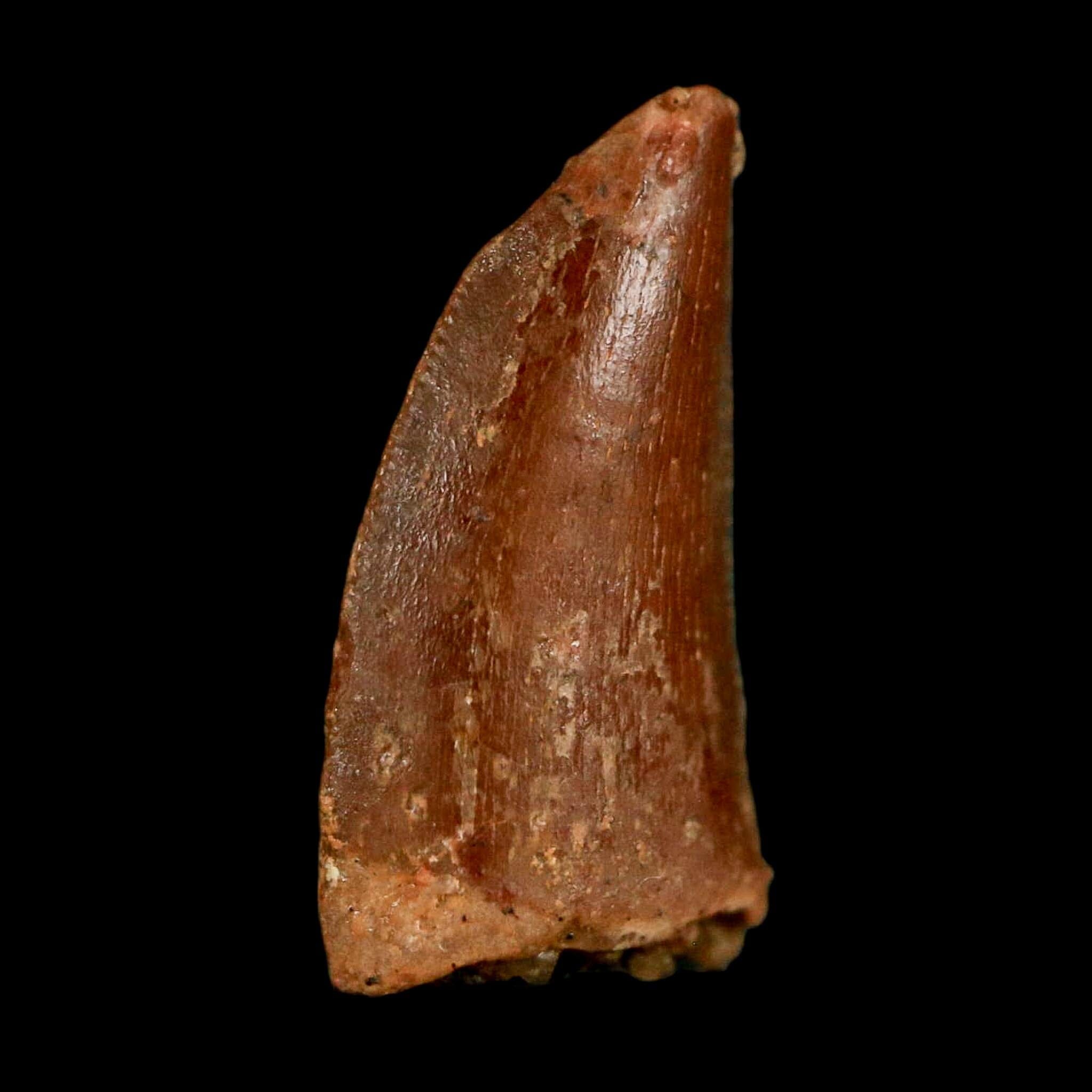 0.6" Abelisaur Serrated Tooth Fossil Cretaceous Age Dinosaur Morocco COA, Display - Fossil Age Minerals