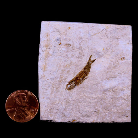 0.9" Hemisaurida Fossil Fish Plate Cretaceous Dinosaur Age Hakel Lebanon - Fossil Age Minerals