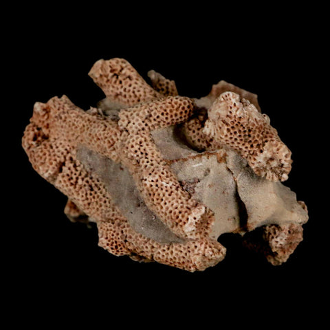 2.8" Thamnopora SP Coral Fossil Coral Reef Devonian Age Verde Valley, Arizona
