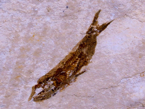 0.9" Hemisaurida Fossil Fish Plate Cretaceous Dinosaur Age Hakel Lebanon - Fossil Age Minerals