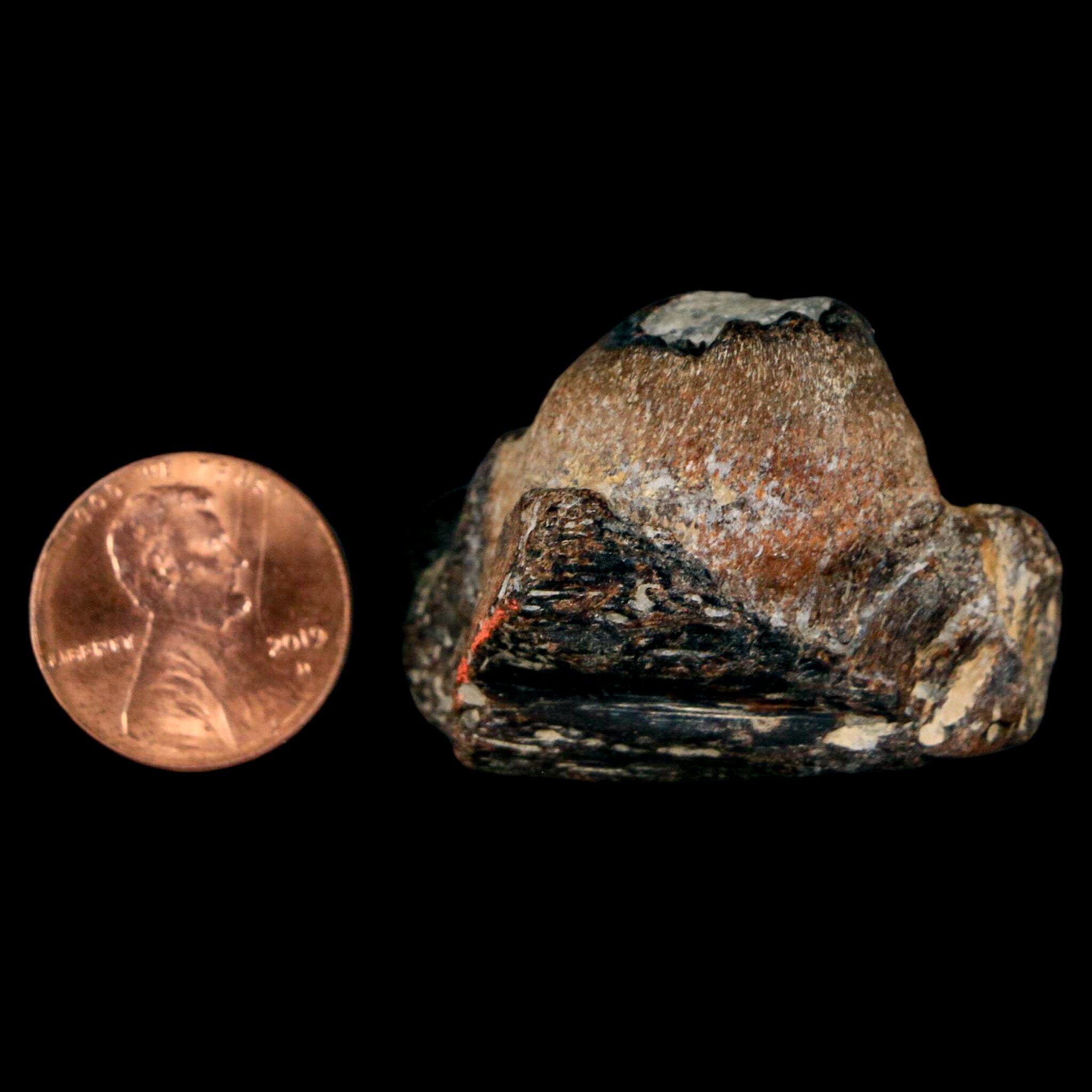 1.5" Mosasaur Fossil Jaw Section Cretaceous Dinosaur Era Texas Ozan FM COA - Fossil Age Minerals