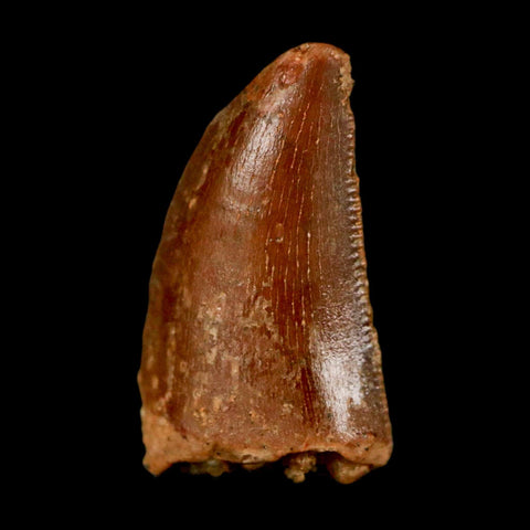 0.6" Abelisaur Serrated Tooth Fossil Cretaceous Age Dinosaur Morocco COA, Display - Fossil Age Minerals