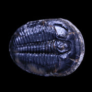 1.4" Elrathia Kingi Trilobite Fossil Utah Cambrian Age 521 Million Years Old COA
