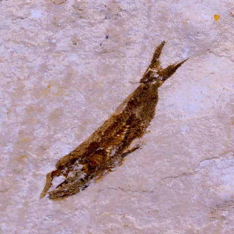 0.9" Hemisaurida Fossil Fish Plate Cretaceous Dinosaur Age Hakel Lebanon - Fossil Age Minerals