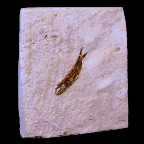 0.9" Hemisaurida Fossil Fish Plate Cretaceous Dinosaur Age Hakel Lebanon - Fossil Age Minerals