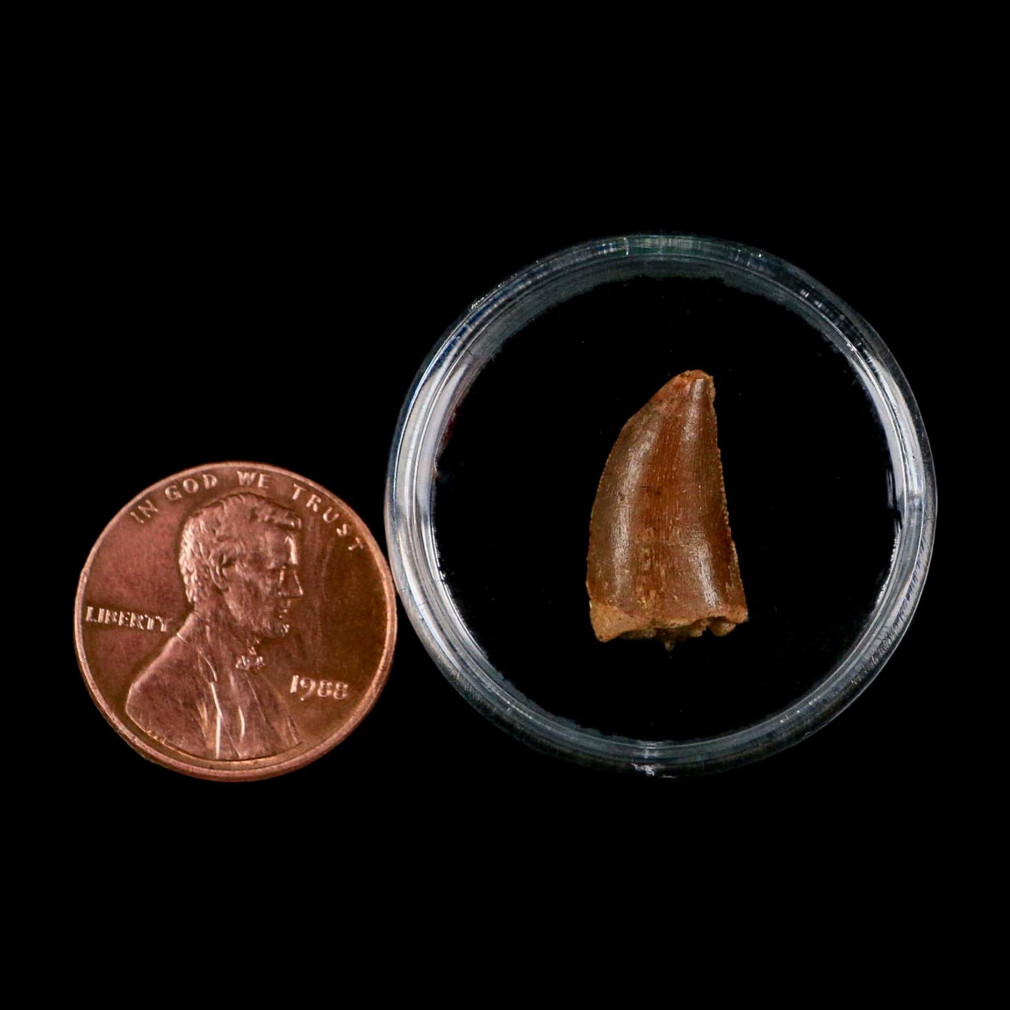 0.6" Abelisaur Serrated Tooth Fossil Cretaceous Age Dinosaur Morocco COA, Display - Fossil Age Minerals
