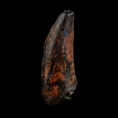 1.1" Kryptops Palaios Abelisaurid Serrated Tooth Fossil Cretaceous Age Dinosaur Niger